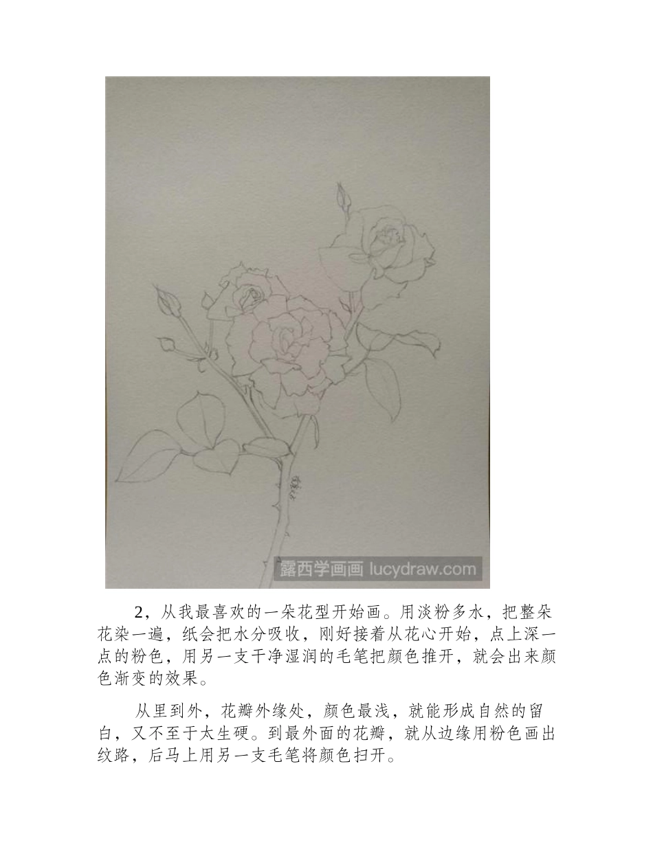 水彩月季花教程水彩画教程_第2页