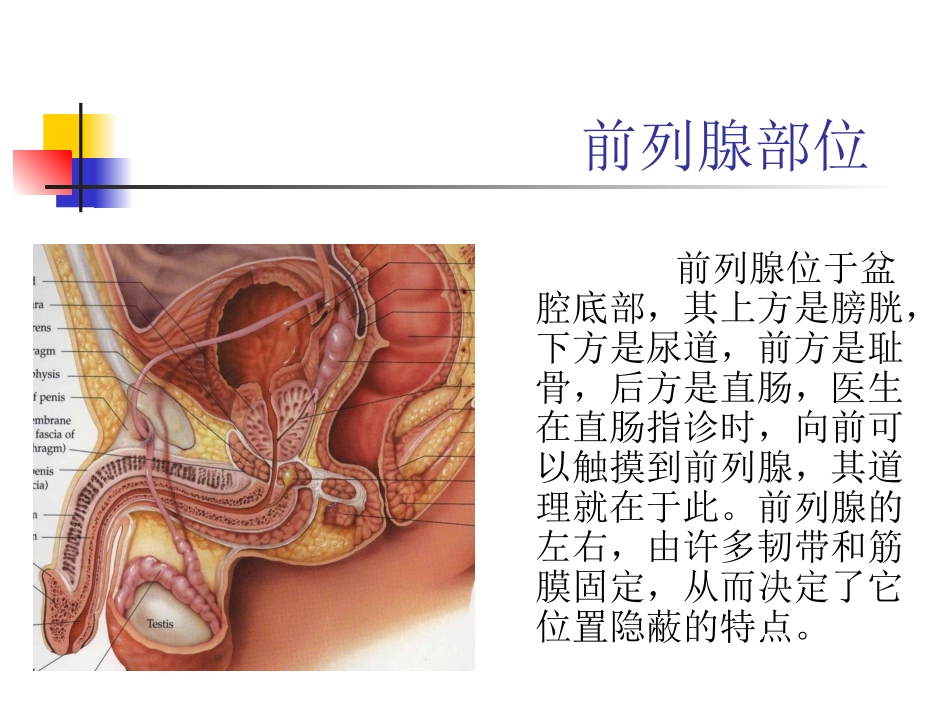 前列腺疾病的诊断和治疗_第2页