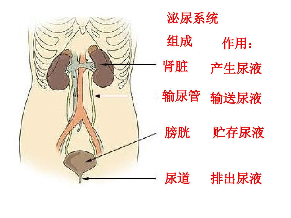 人体维持内环境稳定(三)_第2页