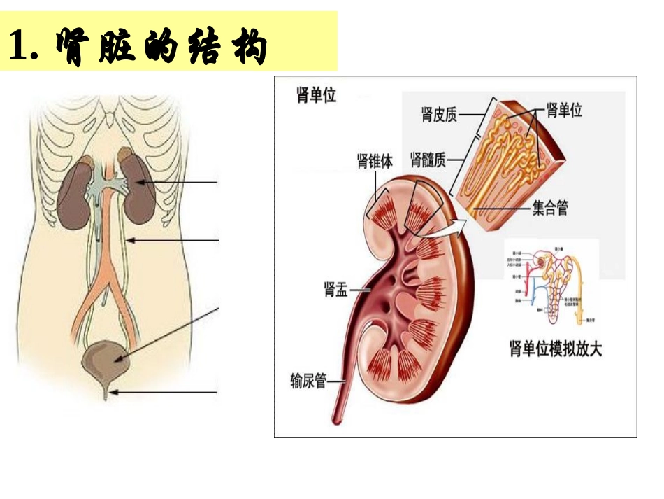 人体维持内环境稳定(三)_第3页