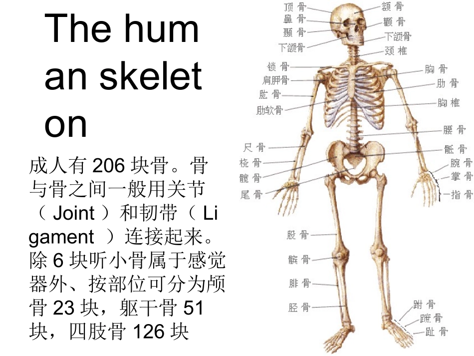 人体骨骼介绍_第1页