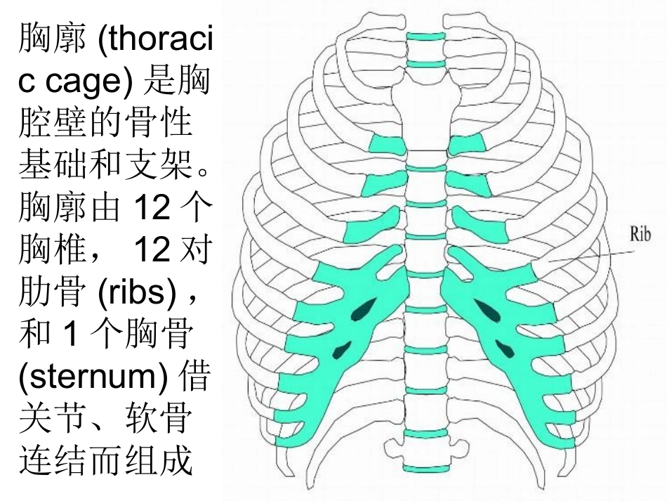 人体骨骼介绍_第2页