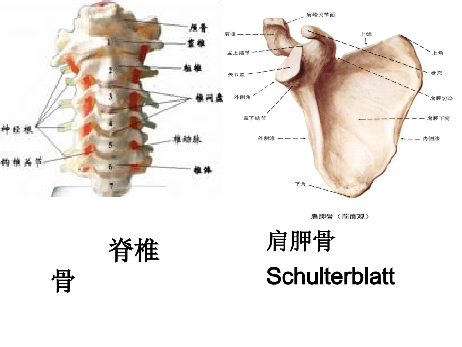 人体骨骼介绍_第3页