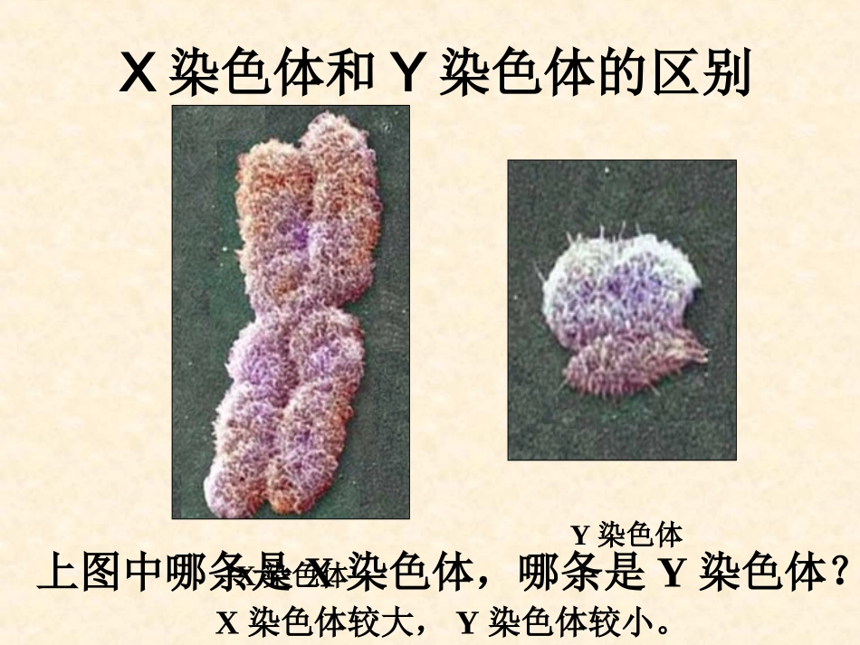 男女染色体有差别_第3页