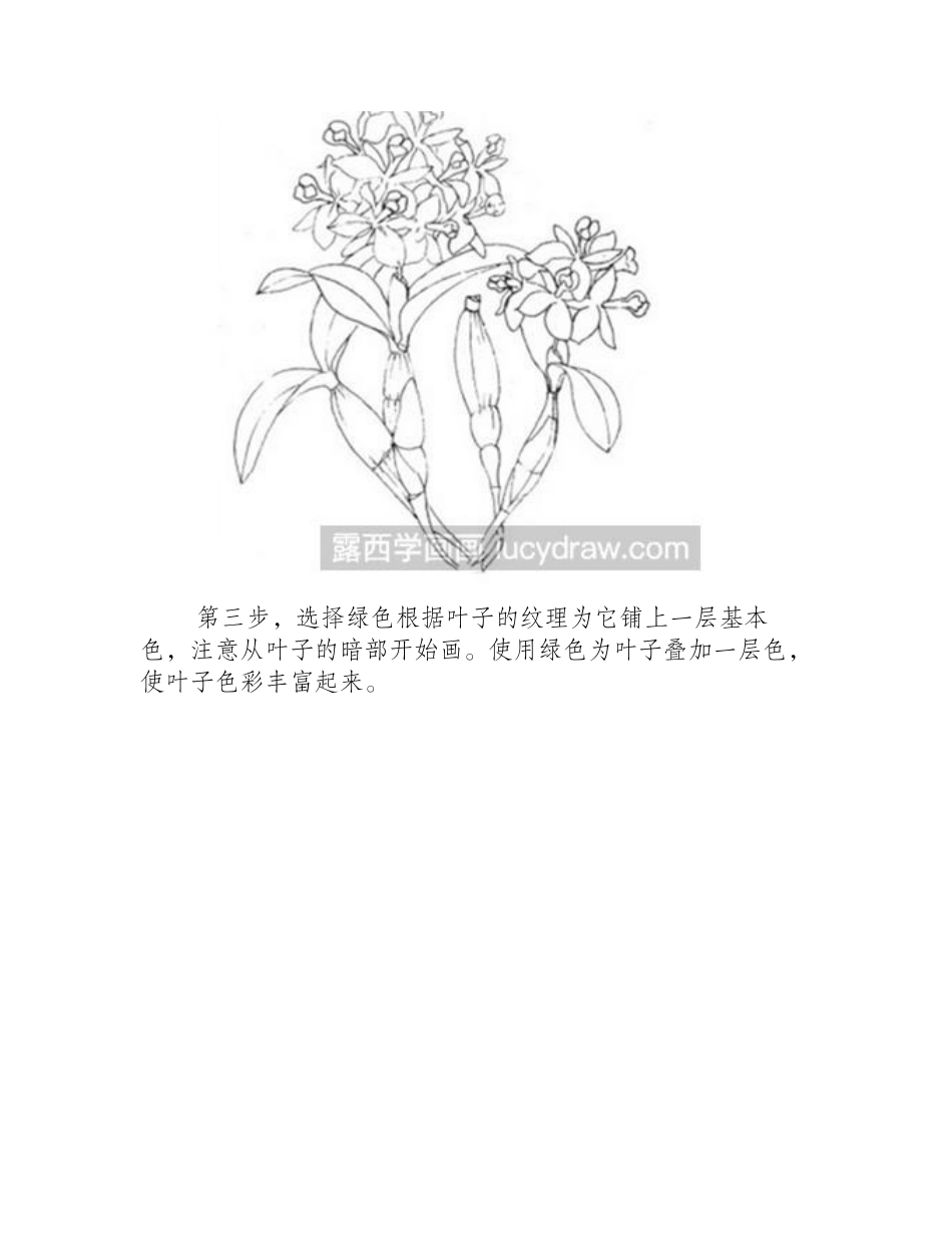 水粉画教程：石斛兰的画法水粉画教程1_第2页