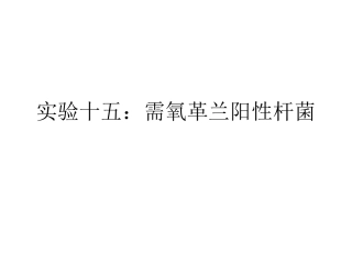 实验十五：需氧革兰阳性杆菌