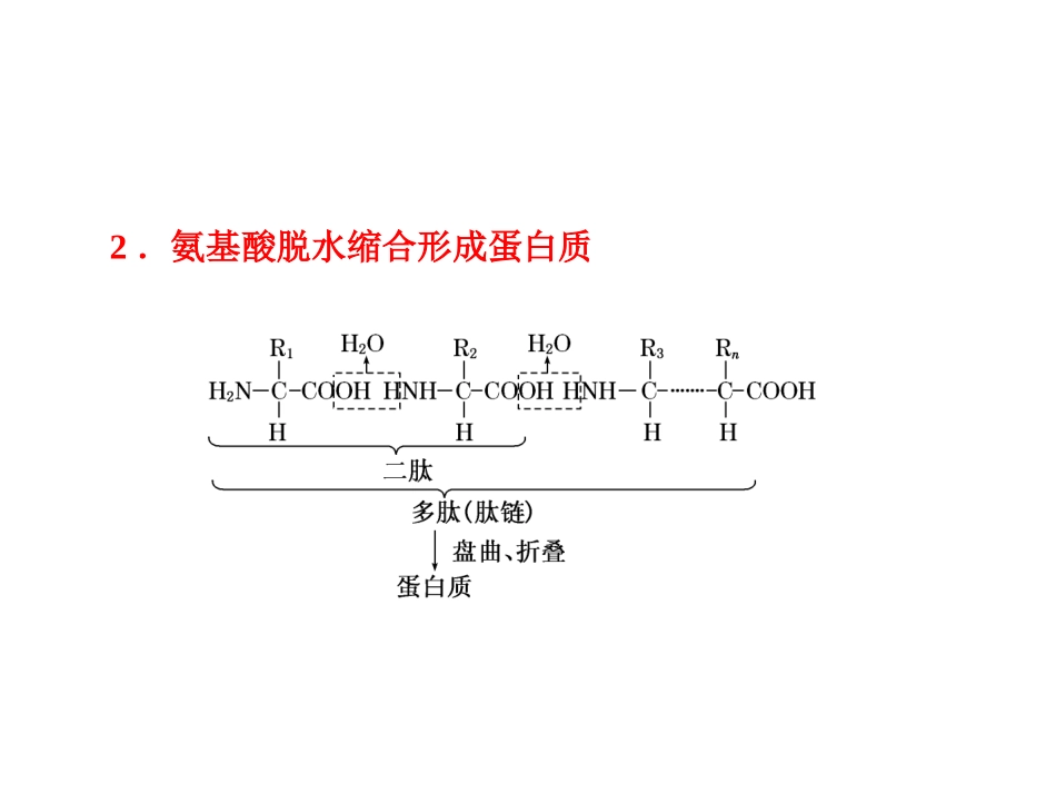 生命活动的主要承担者——蛋白质教材_第2页