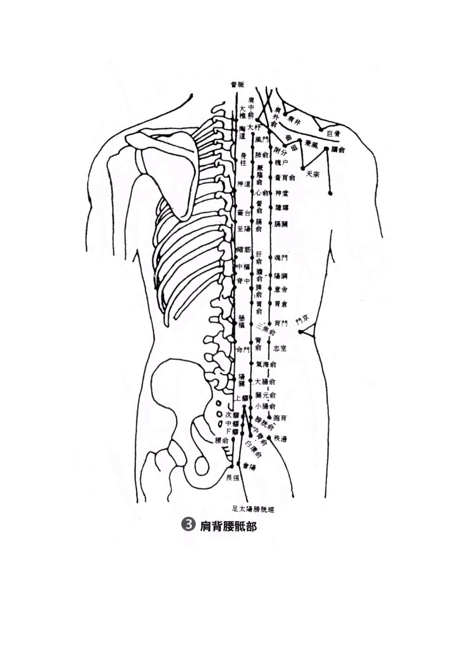 人体穴位图最全大图(头 躯干 四肢)_第3页