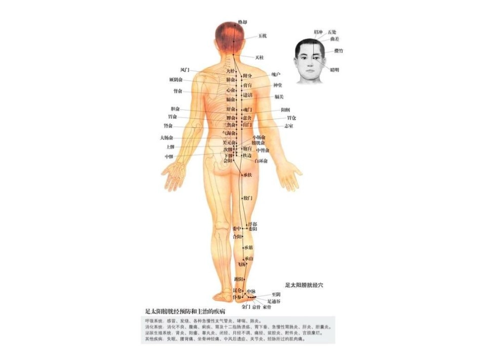 清晰的经络穴位图3★★免费★★_第2页