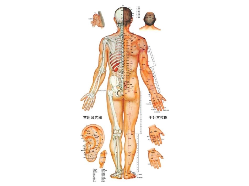清晰的经络穴位图3★★免费★★_第3页