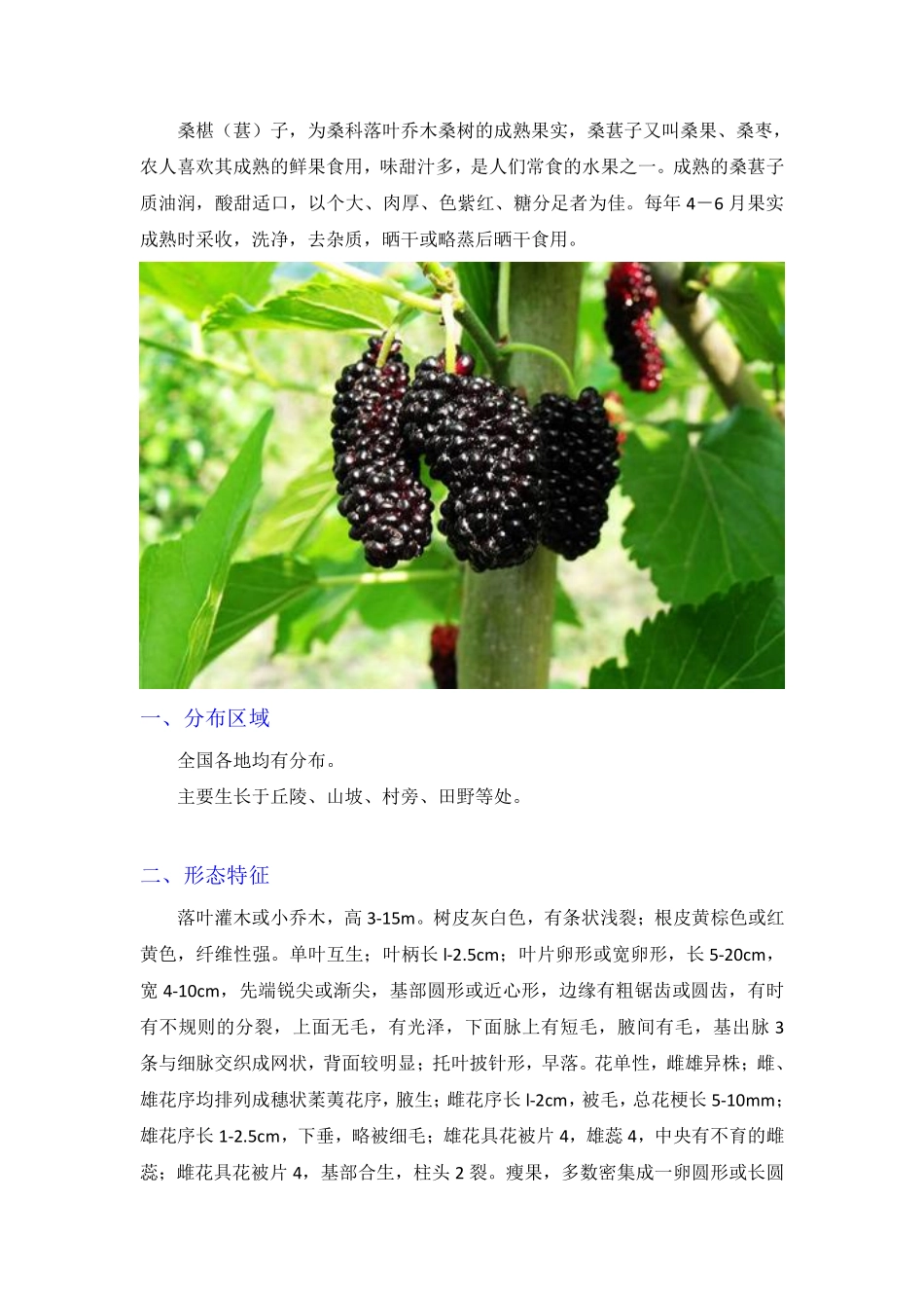 桑椹子的功效及食用方法_第1页