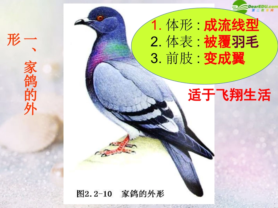 鸟类和哺乳类_第3页