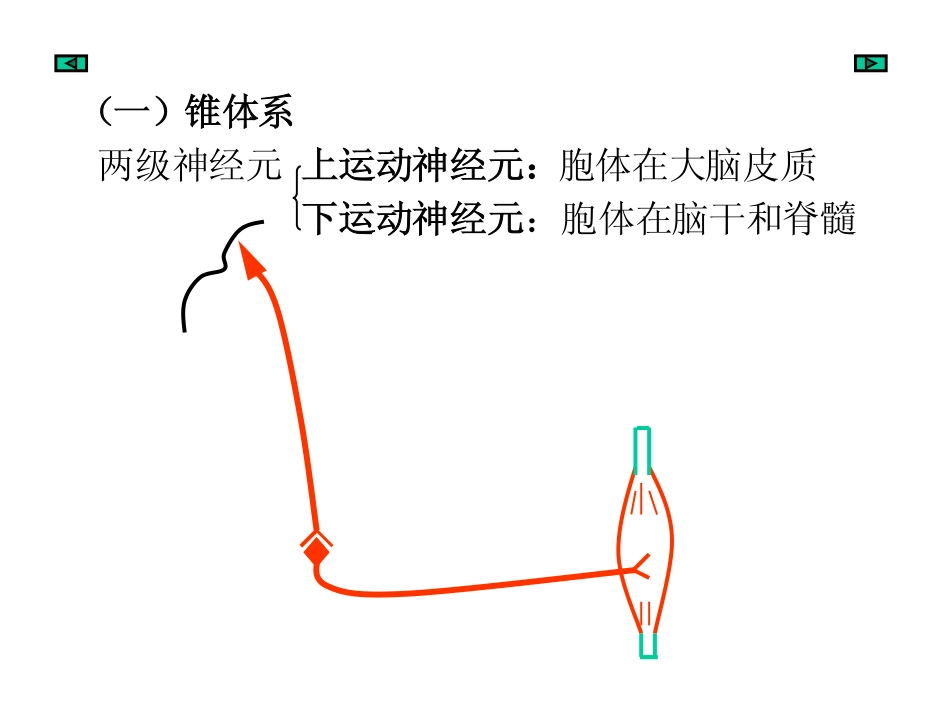 神经下行(运动)传导通路_第2页