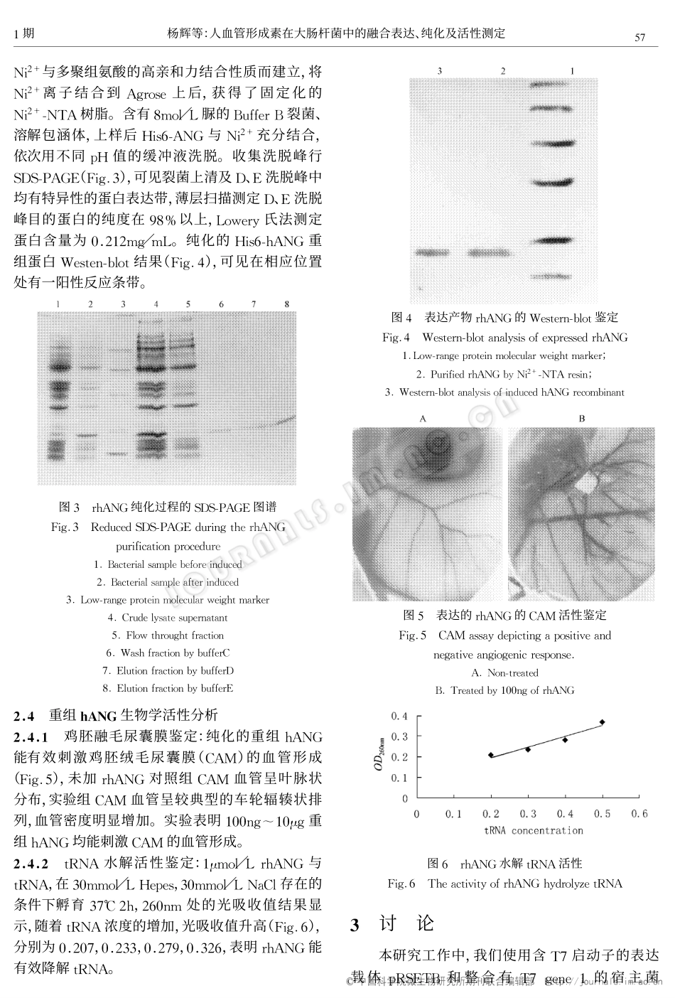 人血管形成素在大肠杆菌中的融合表达、纯化及活性测定_第3页