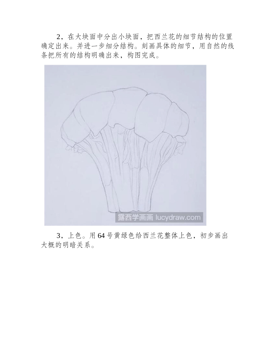 西兰花彩铅画教程彩铅画教程_第2页