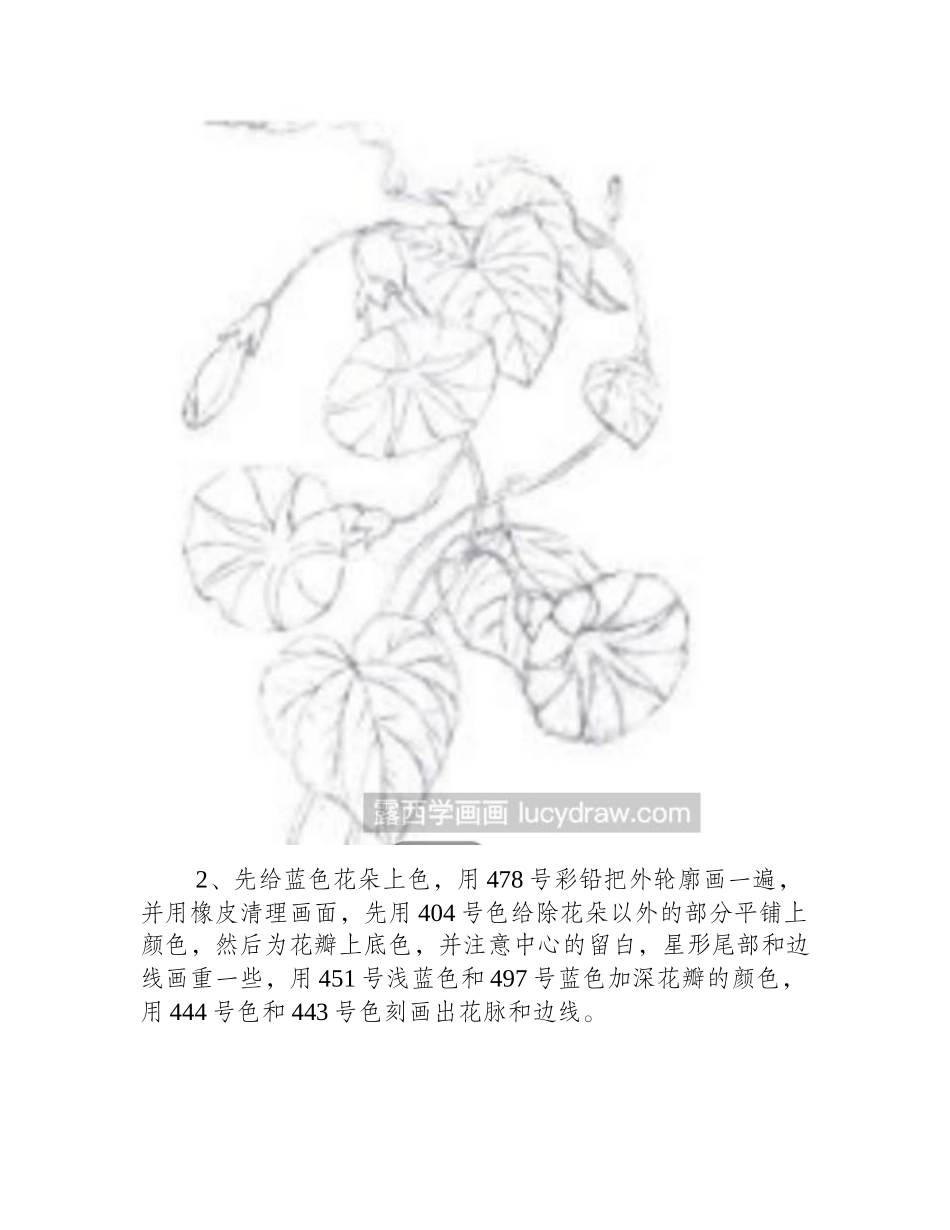 牵牛花的彩铅画法彩铅画教程_第2页