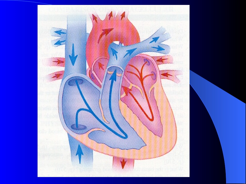 人的心音听诊_第2页
