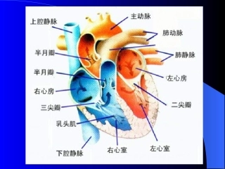 人的心音听诊