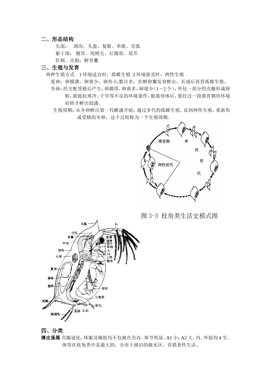 轮虫-枝角类-桡足类_第3页