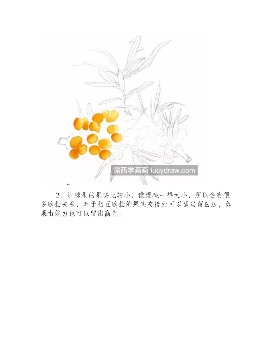 水彩沙棘怎么画_如何画一串沙棘果_水彩画教程_第2页