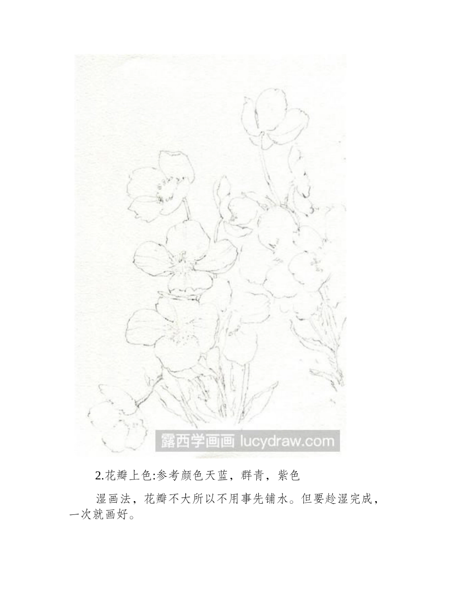 水彩画教程：教你画蓝罂粟水彩画教程_第2页