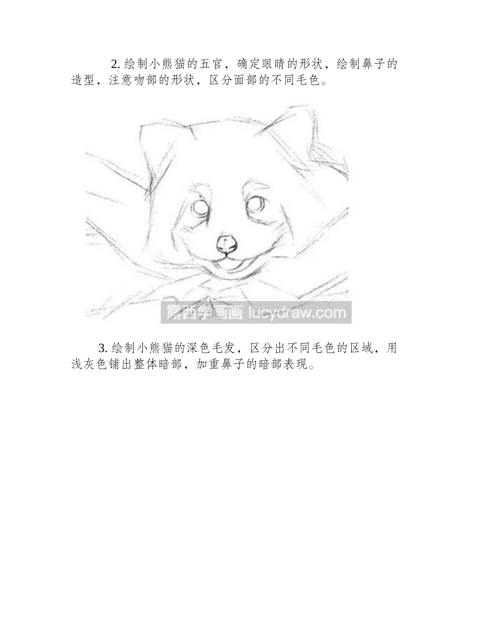 素描教程：教你画小熊猫素描教程_第2页