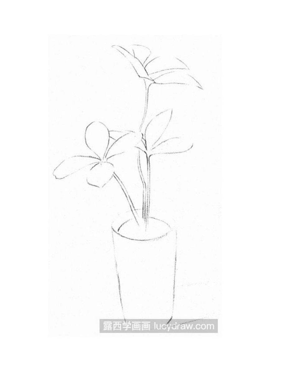 素描静物：怎么画四叶草素描教程1_第2页