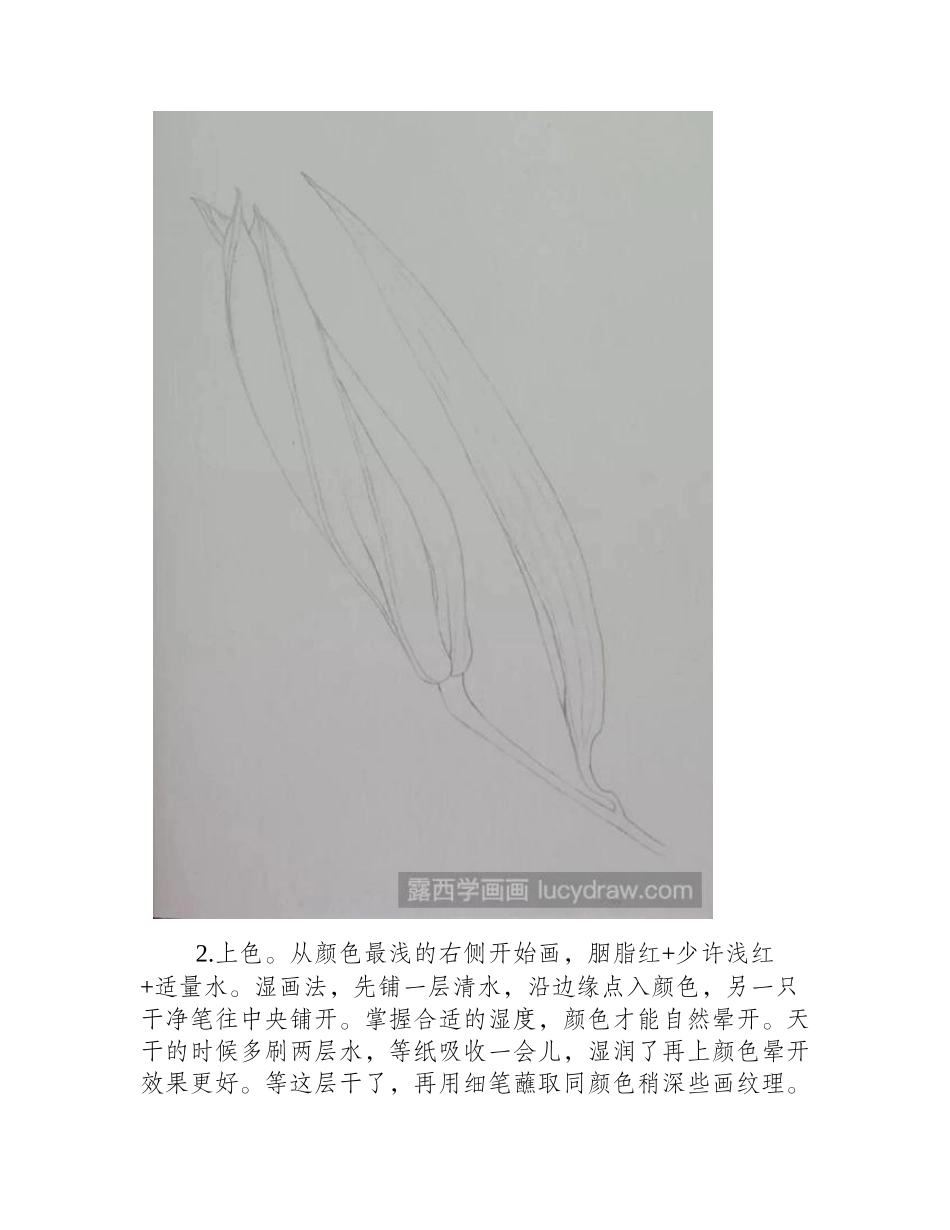 未开的百合水彩画教程水彩画教程_第2页