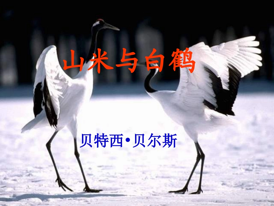 2012语文版八上《山米与白鹤》课件](1)_第2页