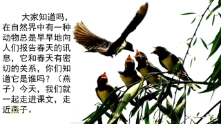 燕子上课PPT