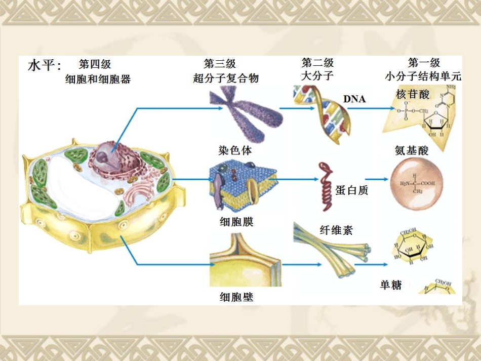 高中生物奥赛讲座_第3页