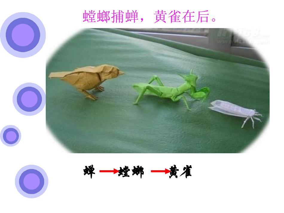 《食物链和食物网》PPT课件3_第3页