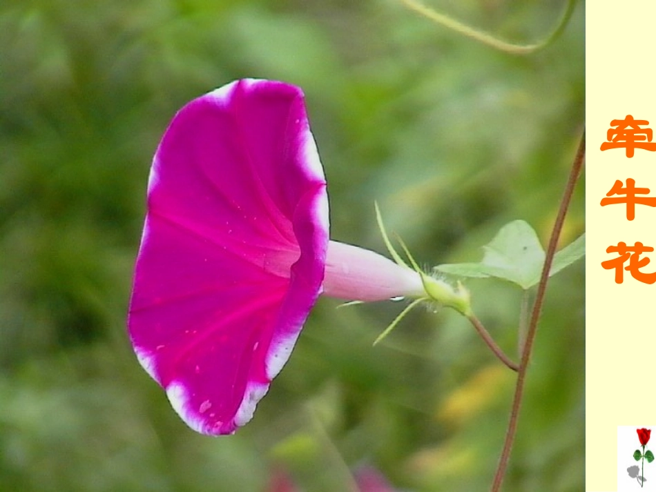 《花钟》课件_第3页