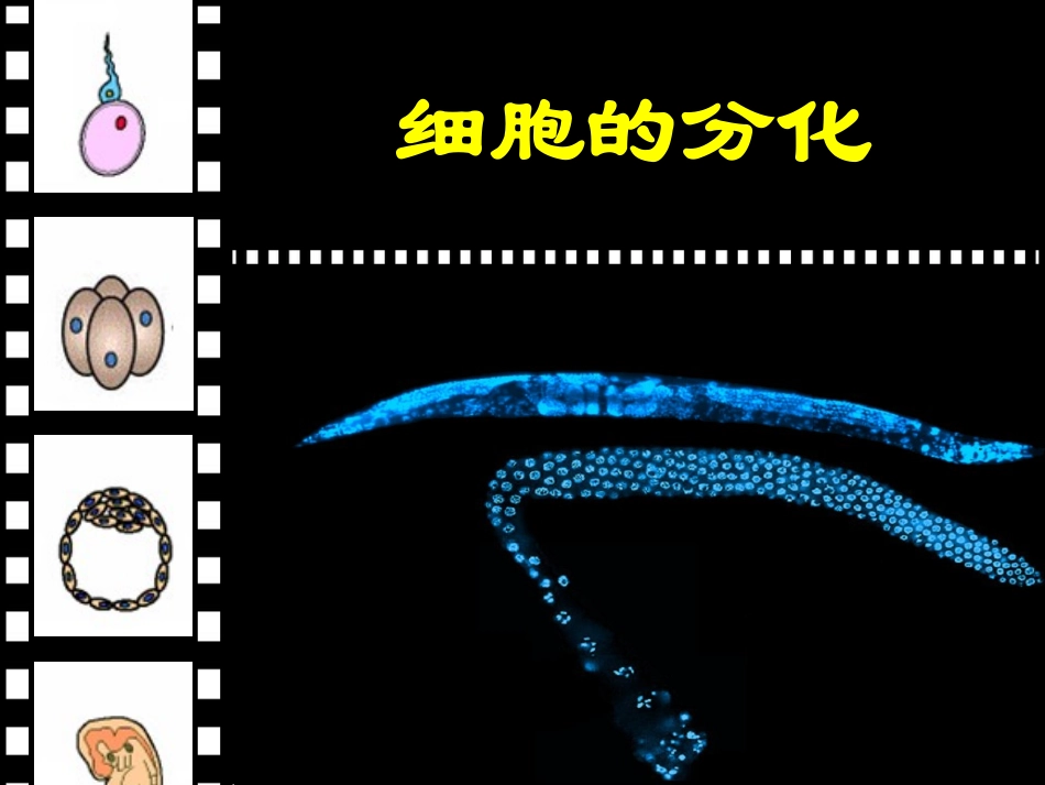 《细胞分化》课件_第1页