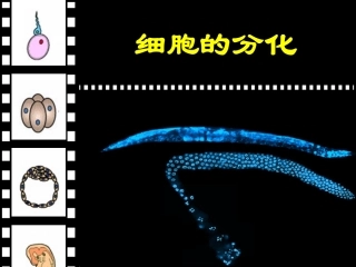 《细胞分化》课件