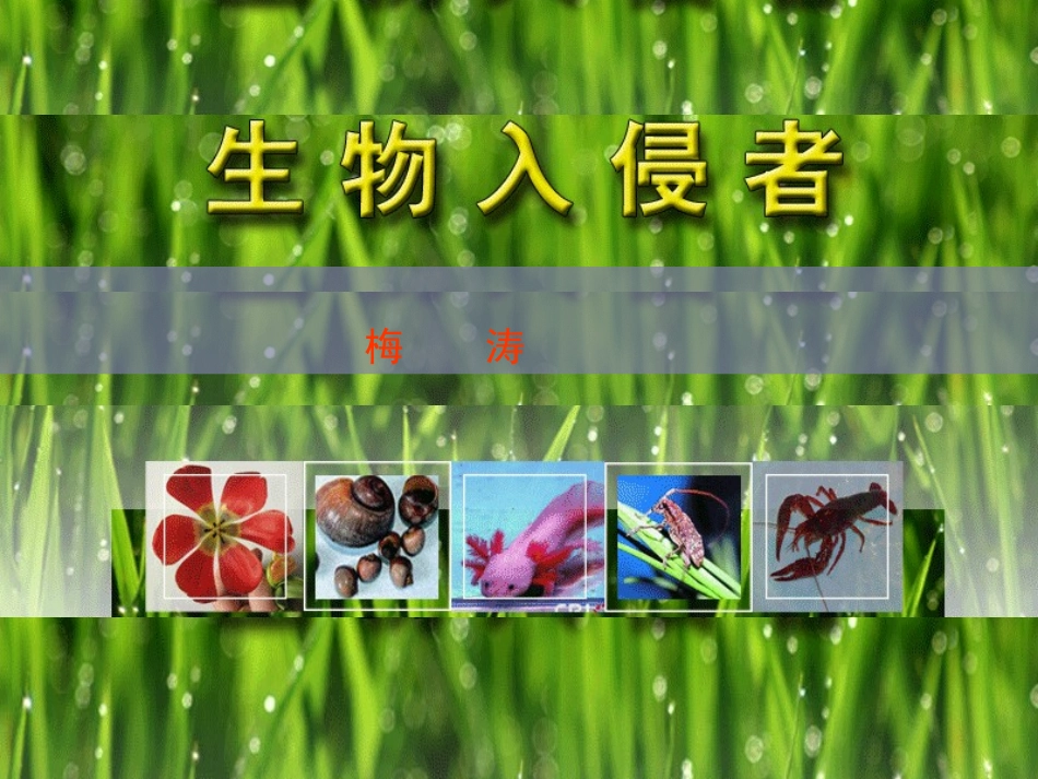 生物入侵者李婷婷_第2页