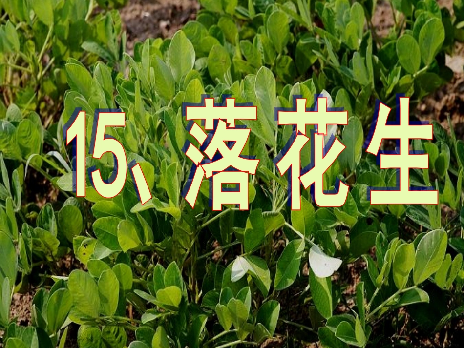 五年级语文上册第四组15落花生第一课时课件_第3页