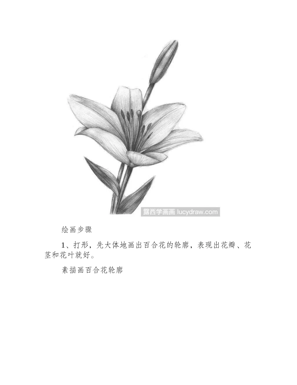 素描花卉教程素描教程_第2页