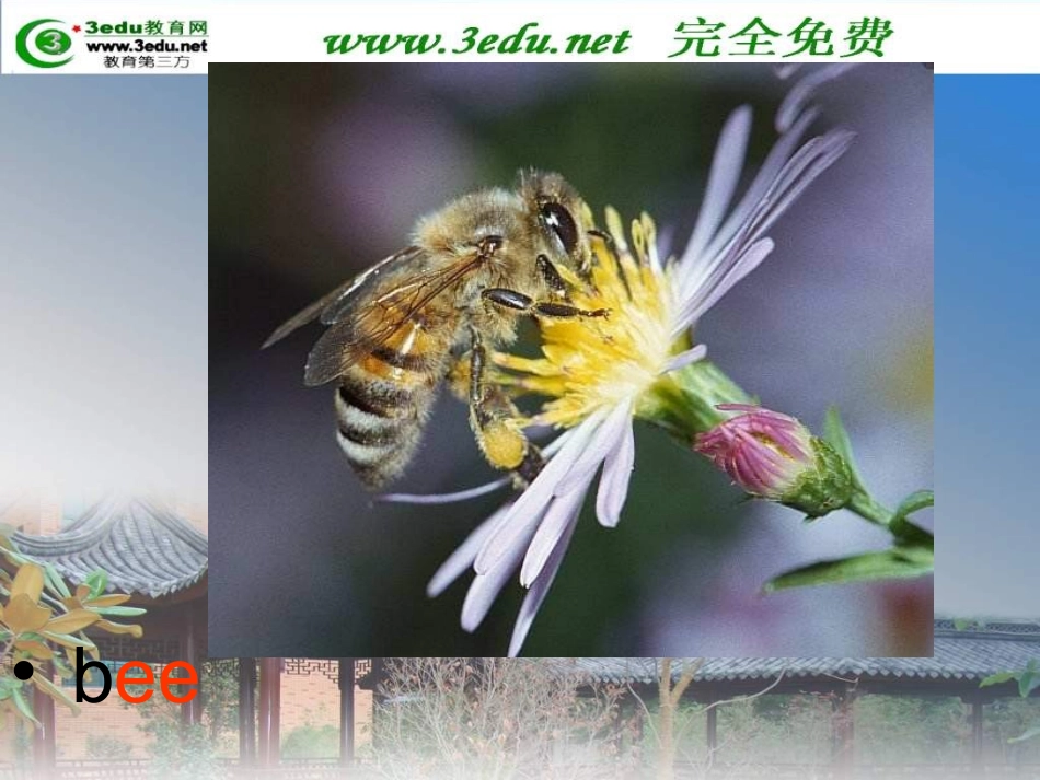 一年级英语Smallanimals课件2_第2页