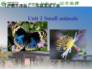 一年级英语Smallanimals课件2
