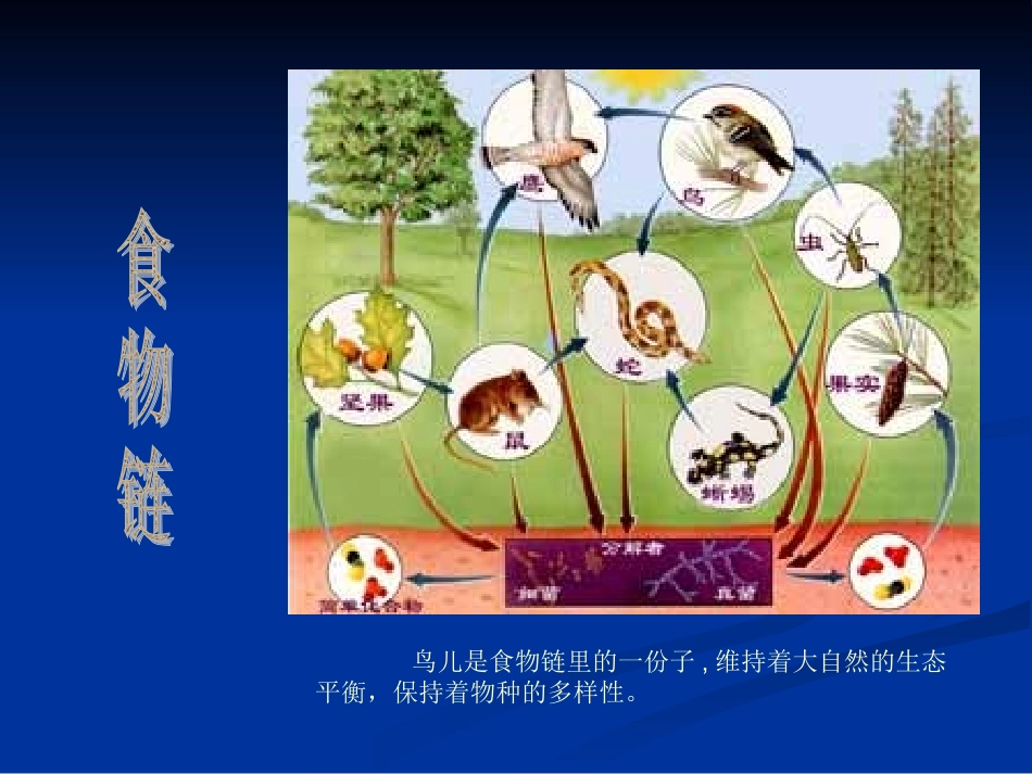 给小鸟安个家_第2页