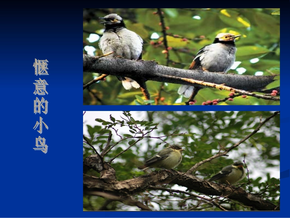 给小鸟安个家_第3页