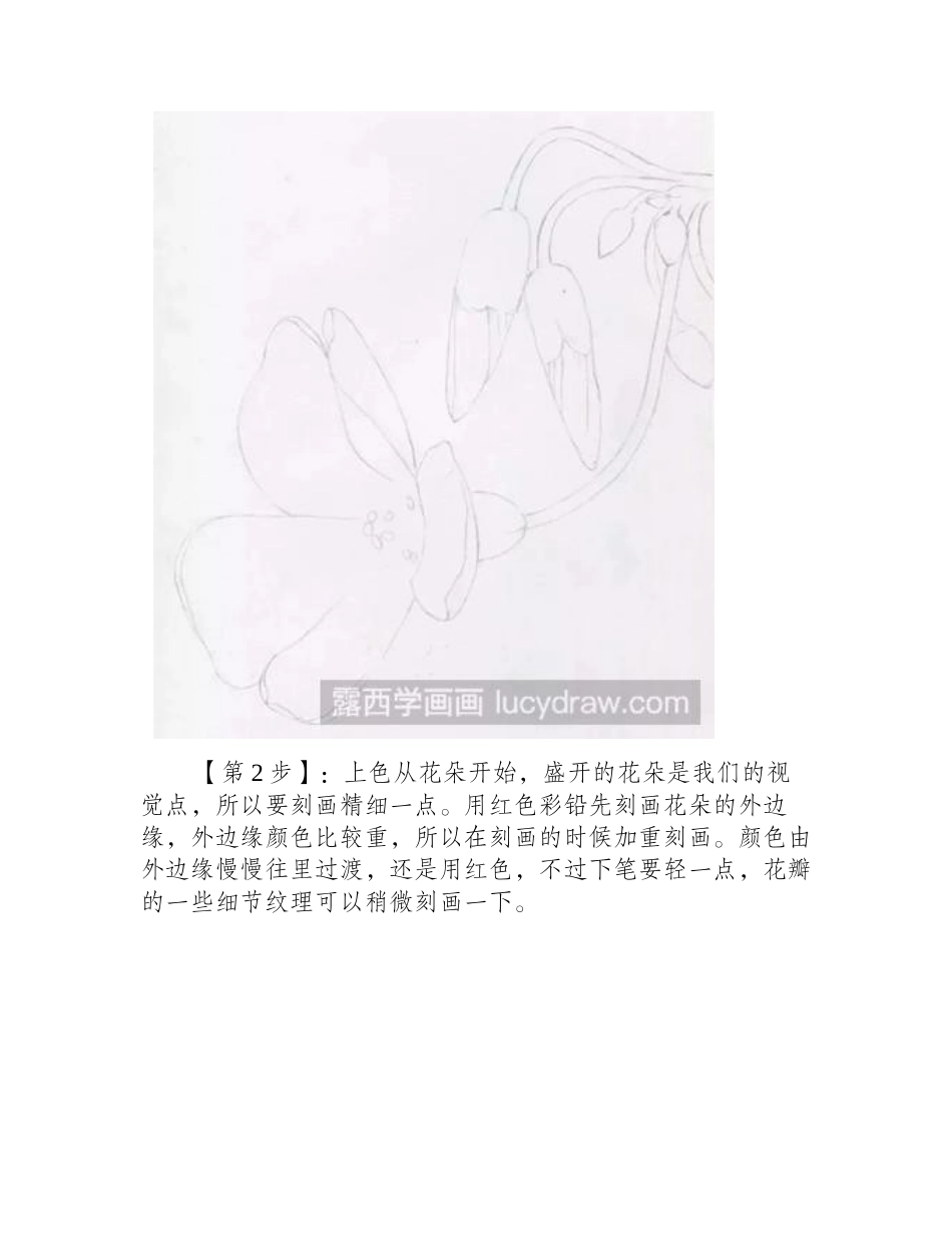 酸酱草彩铅画法彩铅画教程3_第2页
