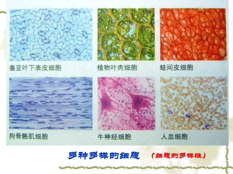 【生物】12细胞的多样性与统一性课件1（人教版必修1）_第3页
