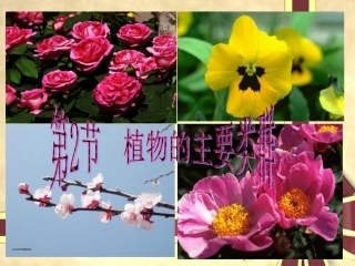 生物：北师大版八年级下222植物的主要类群（课件3）