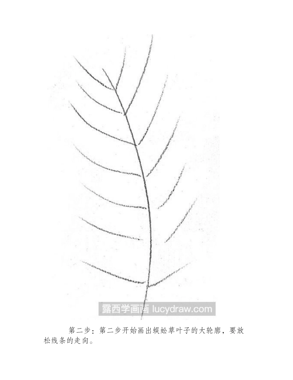 素描静物：蜈蚣草素描教程_第2页