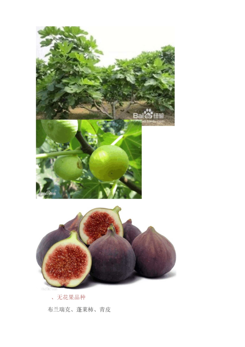 无花果栽培技术_第3页
