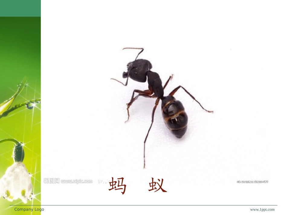 更多的小动物_第2页