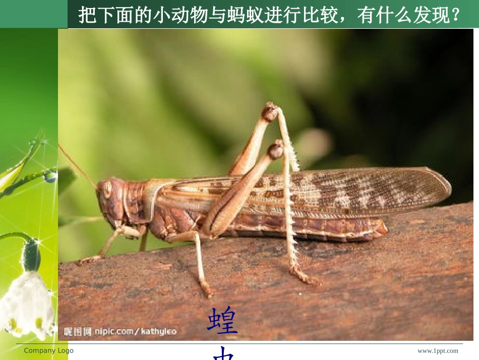 更多的小动物_第3页