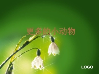 更多的小动物
